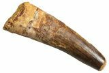 Fossil Spinosaurus Tooth - Real Dinosaur Tooth #344371-1